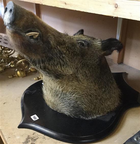 Boars head